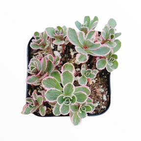 Sedum spurium 'Tricolor'