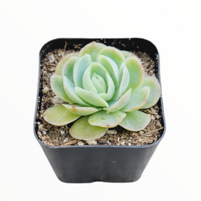 Echeveria elegans