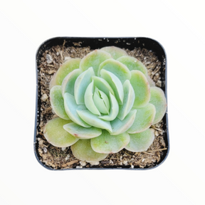 Echeveria elegans