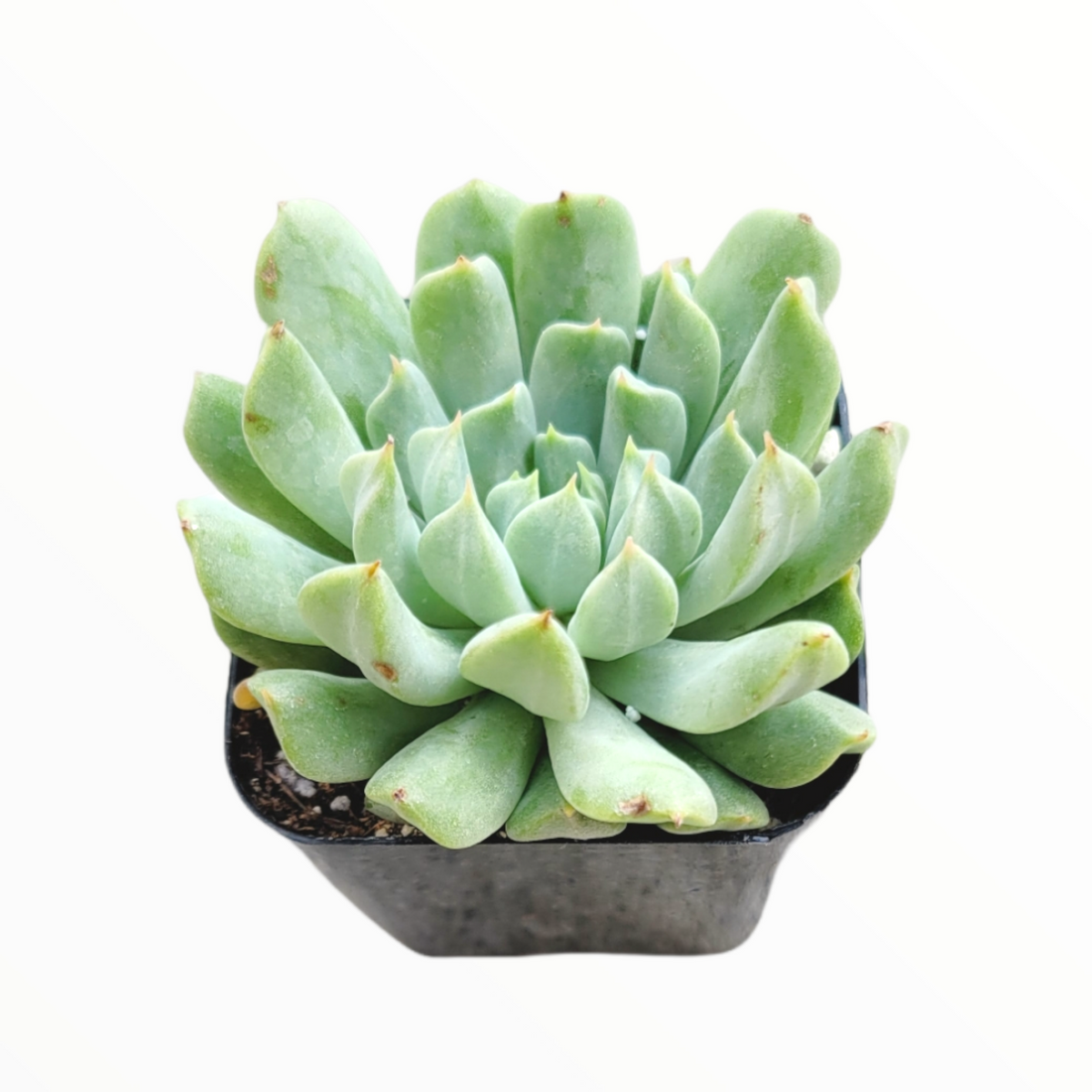 Echeveria 'Irish Mint'