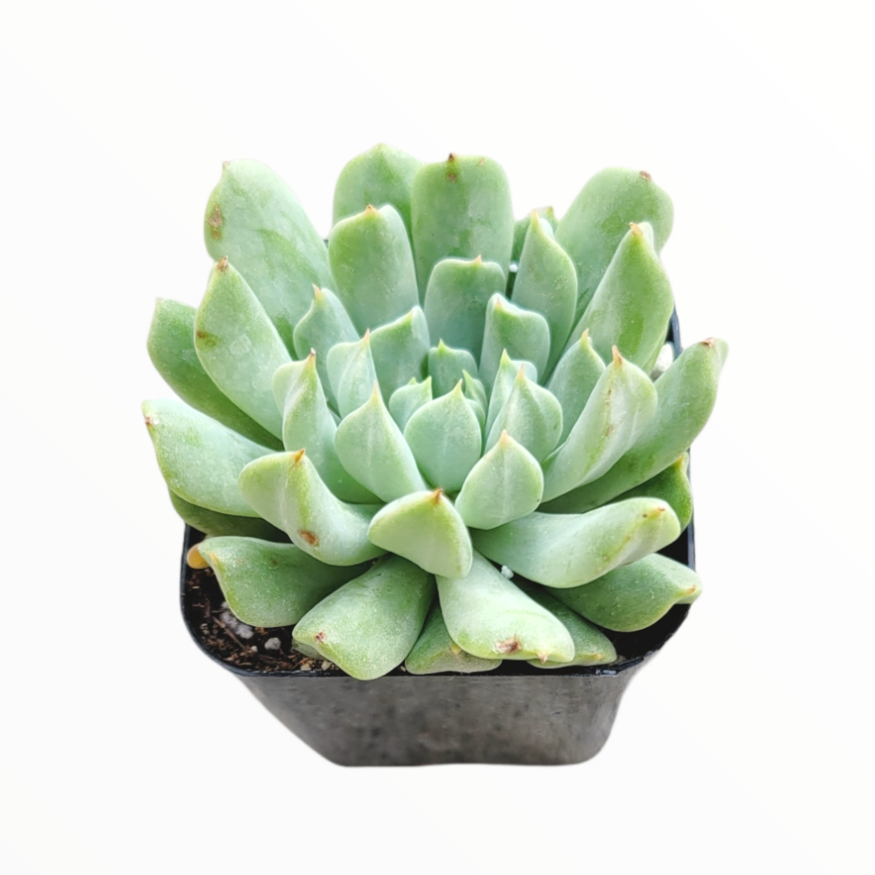 succulents ireland Echeveria 'Irish Mint' 4 Inch