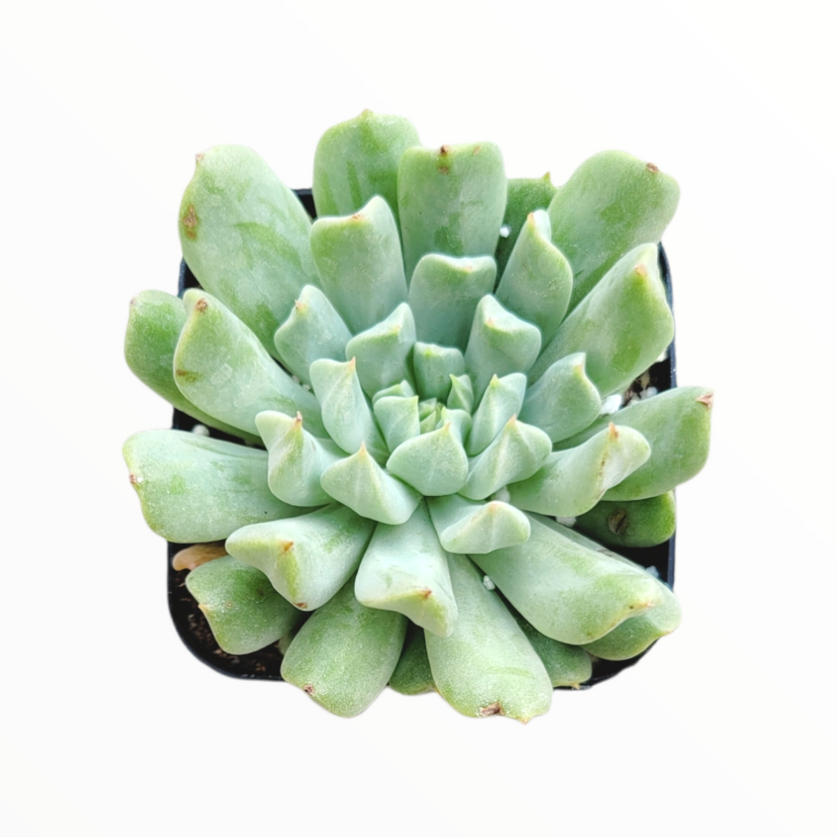 Echeveria 'Irish Mint'