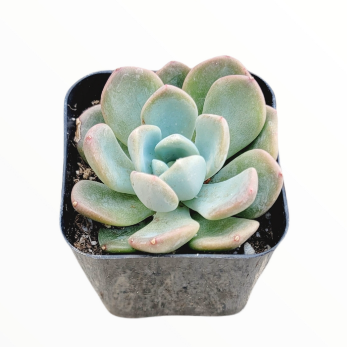 Echeveria secunda 'Aurora'