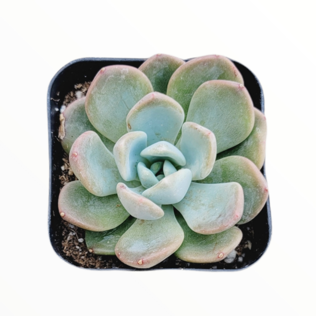 Echeveria secunda 'Aurora'