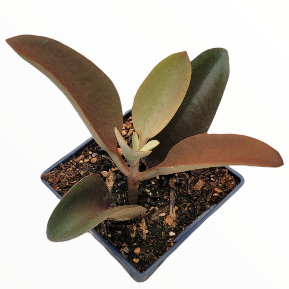 Kalanchoe