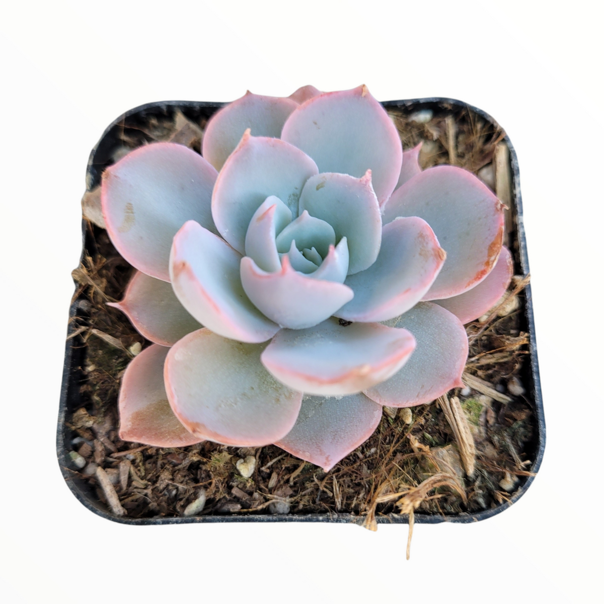 Echeveria subsessilis