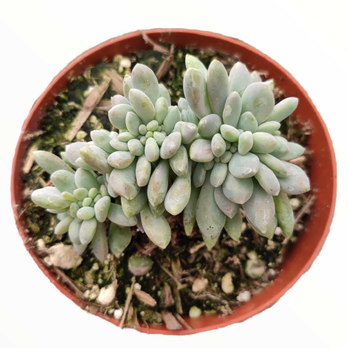 Cremeria Expatriata Crest - Succulents Depot