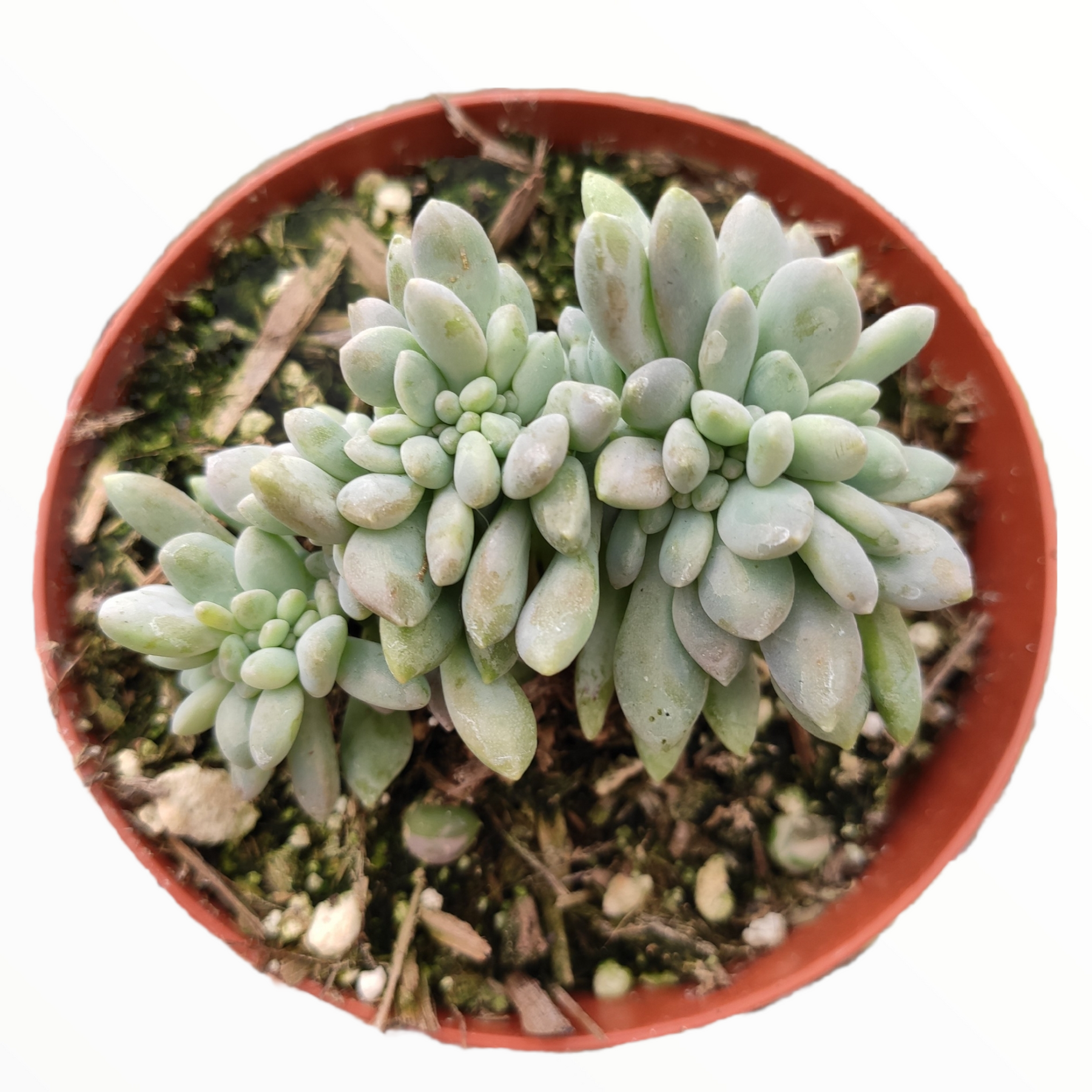 succulent used in skin cream Cremeria Expatriata Crest 4 Inch