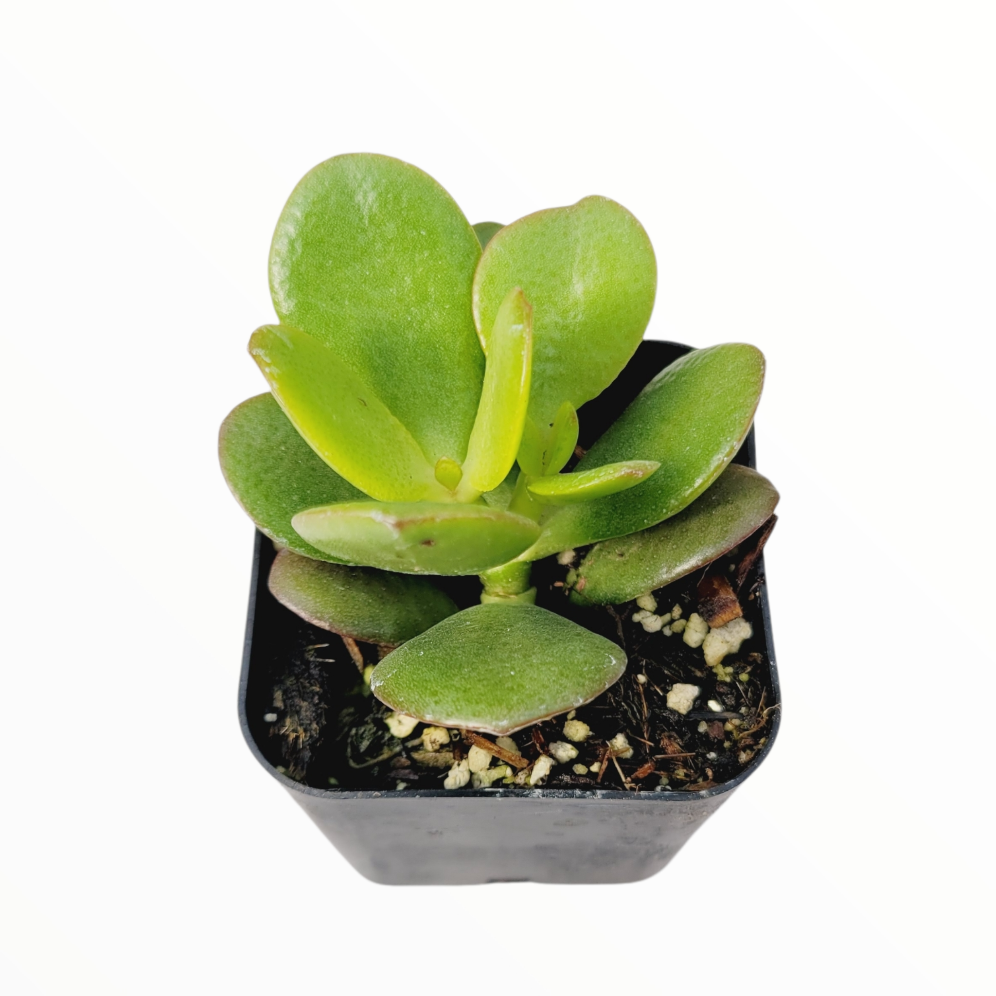 baby jade plant Crassula ovata 'Baby Jade' 2 Inch