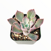 Echeveria 'Neon Breakers' succulent with pink-edged bluish-green leaves.