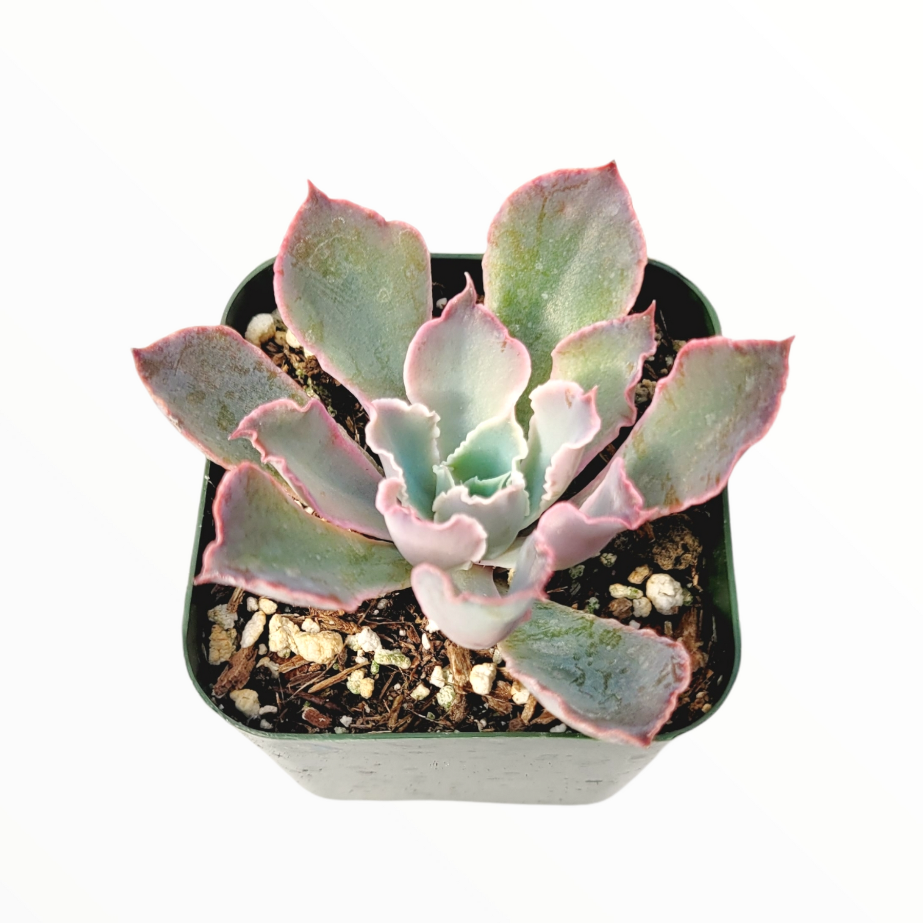 echeveria neon breaker succulent Echeveria 'Neon Breakers' 2 Inch