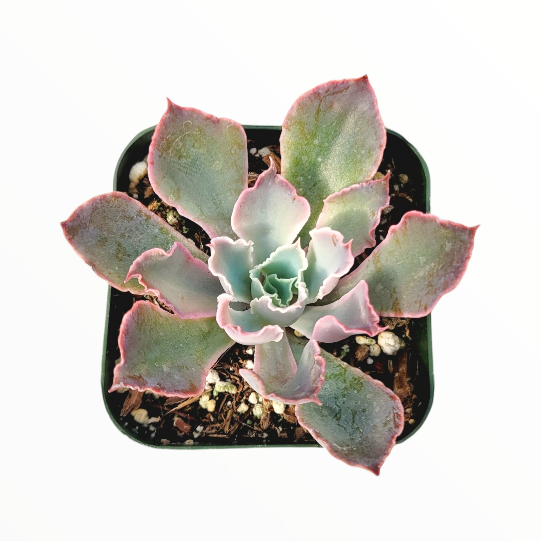neon breaker succulent care Echeveria 'Neon Breakers' 2 Inch