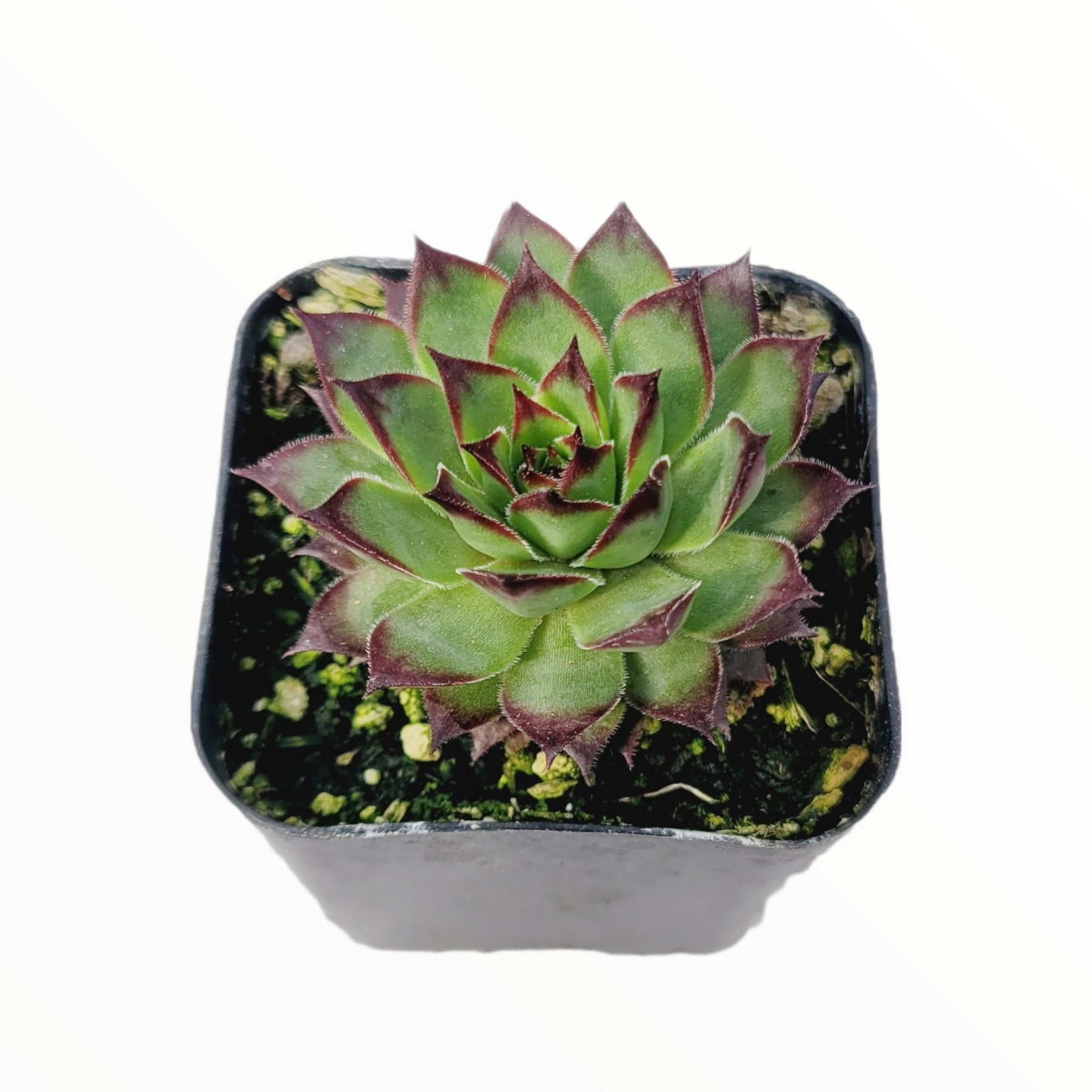 black leaves succulent Sempervivum 'Black Rose'