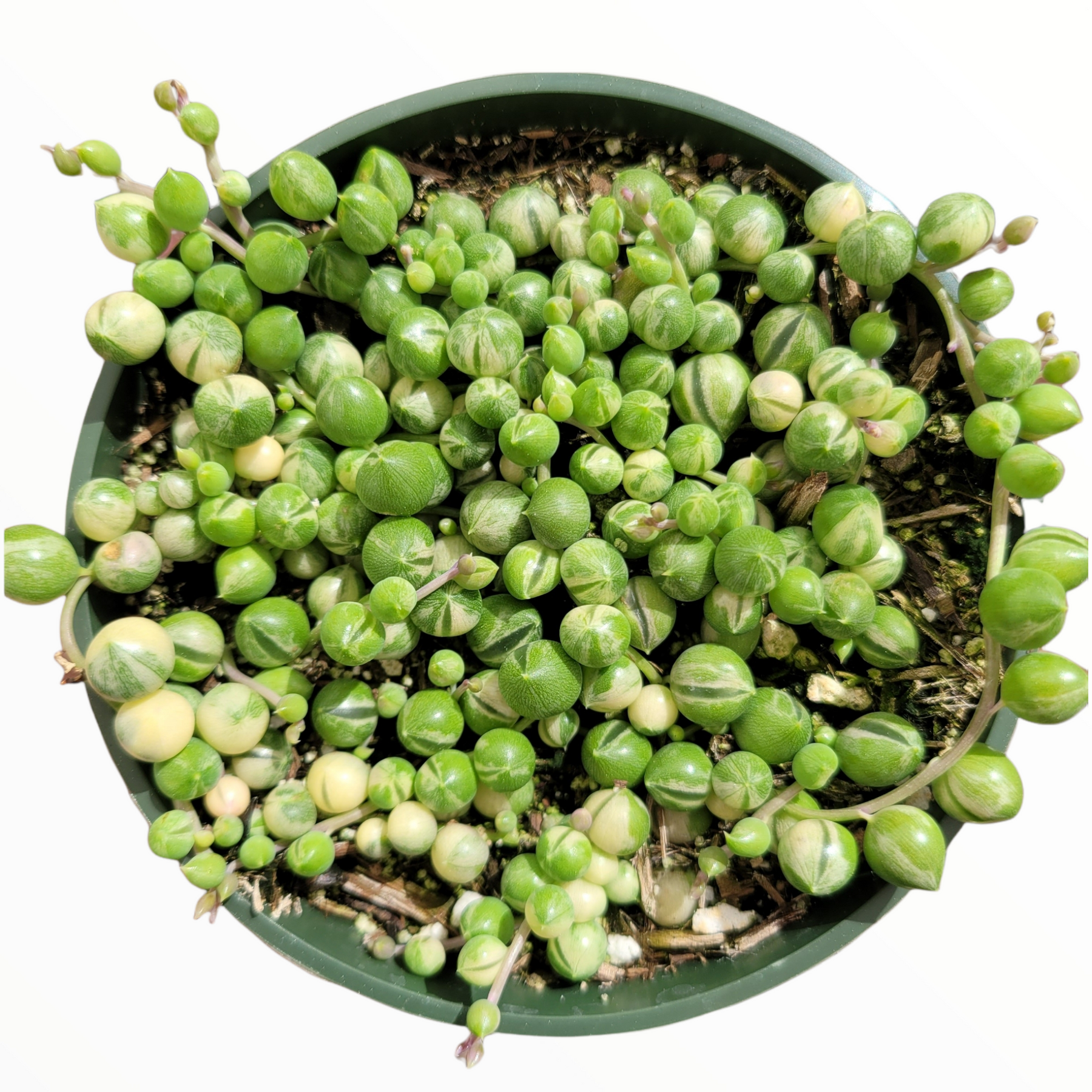 Variegated String of Pearls Senecio rowleyanus