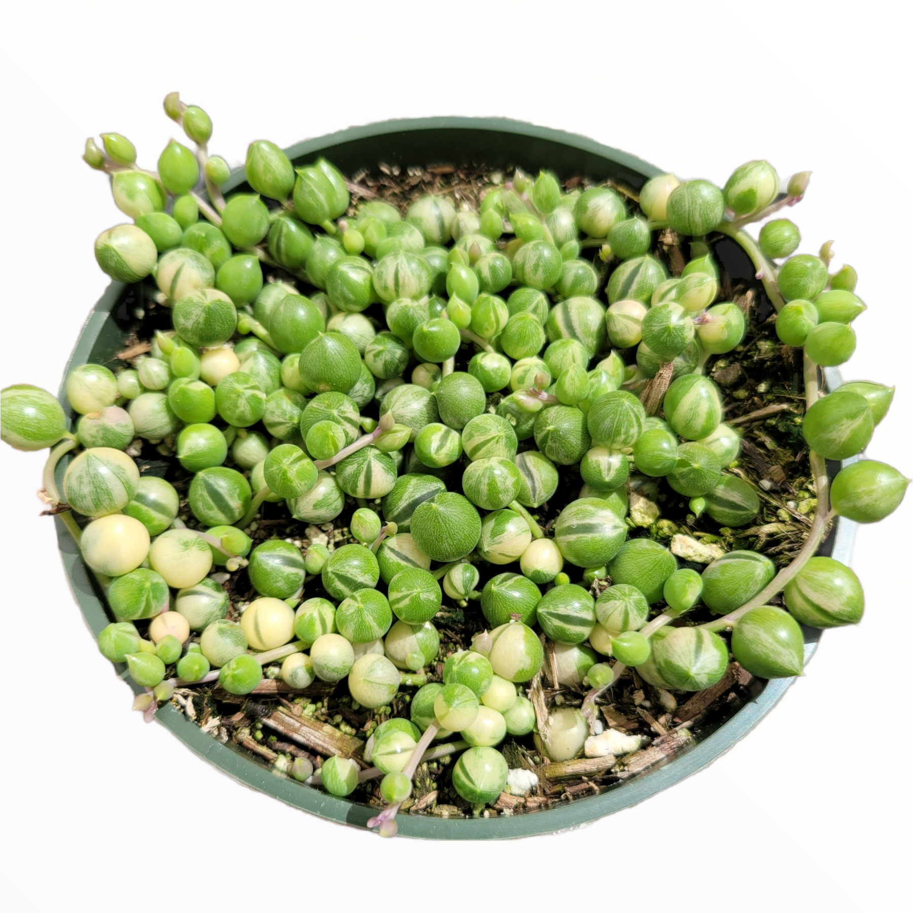 Variegated String of Pearls Senecio rowleyanus