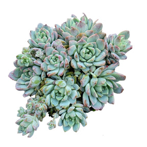 Echeveria Prolifica