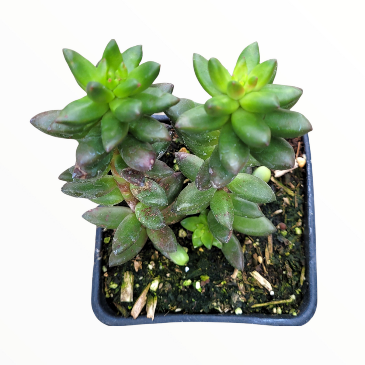 succulent that looks like beads Sedeveria Jet Beads