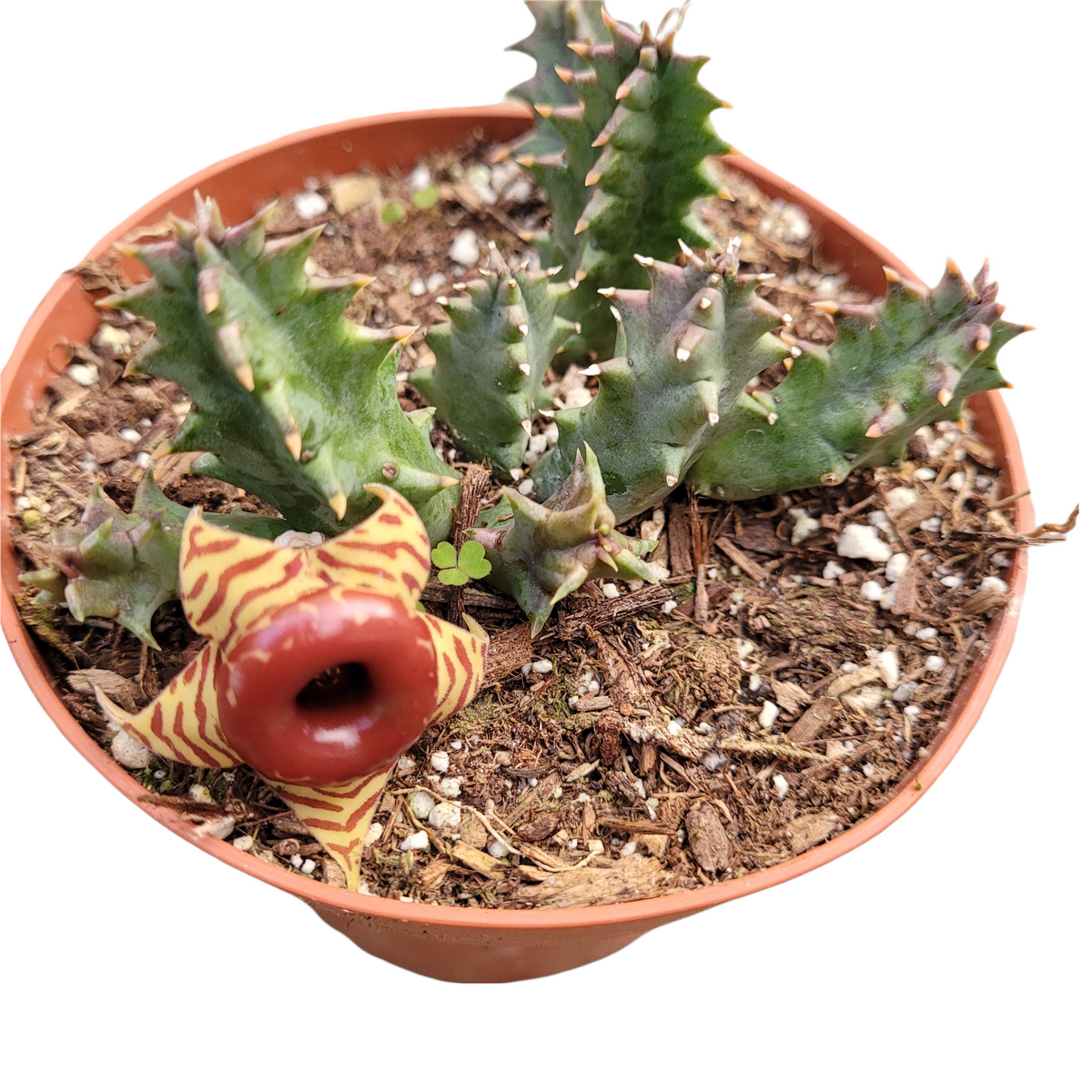 Huernia Zebrina Stapelia 'Life Saver Plant'