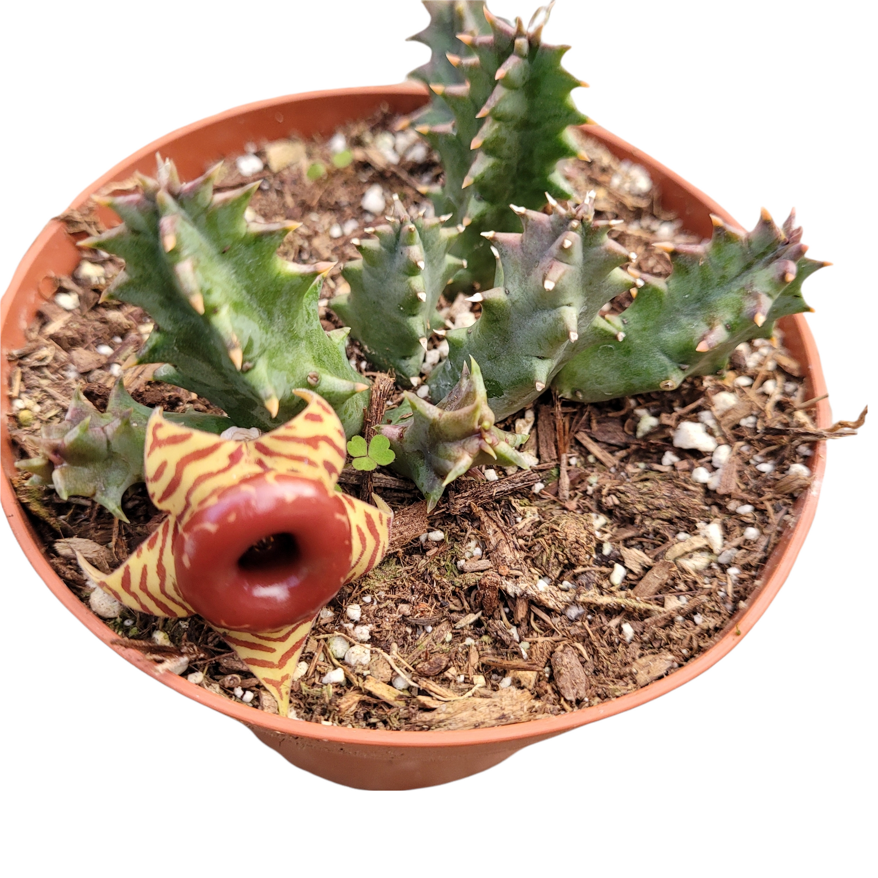 succulent plant with star shaped flower Huernia Zebrina Stapelia 'Life Saver Plant' -
