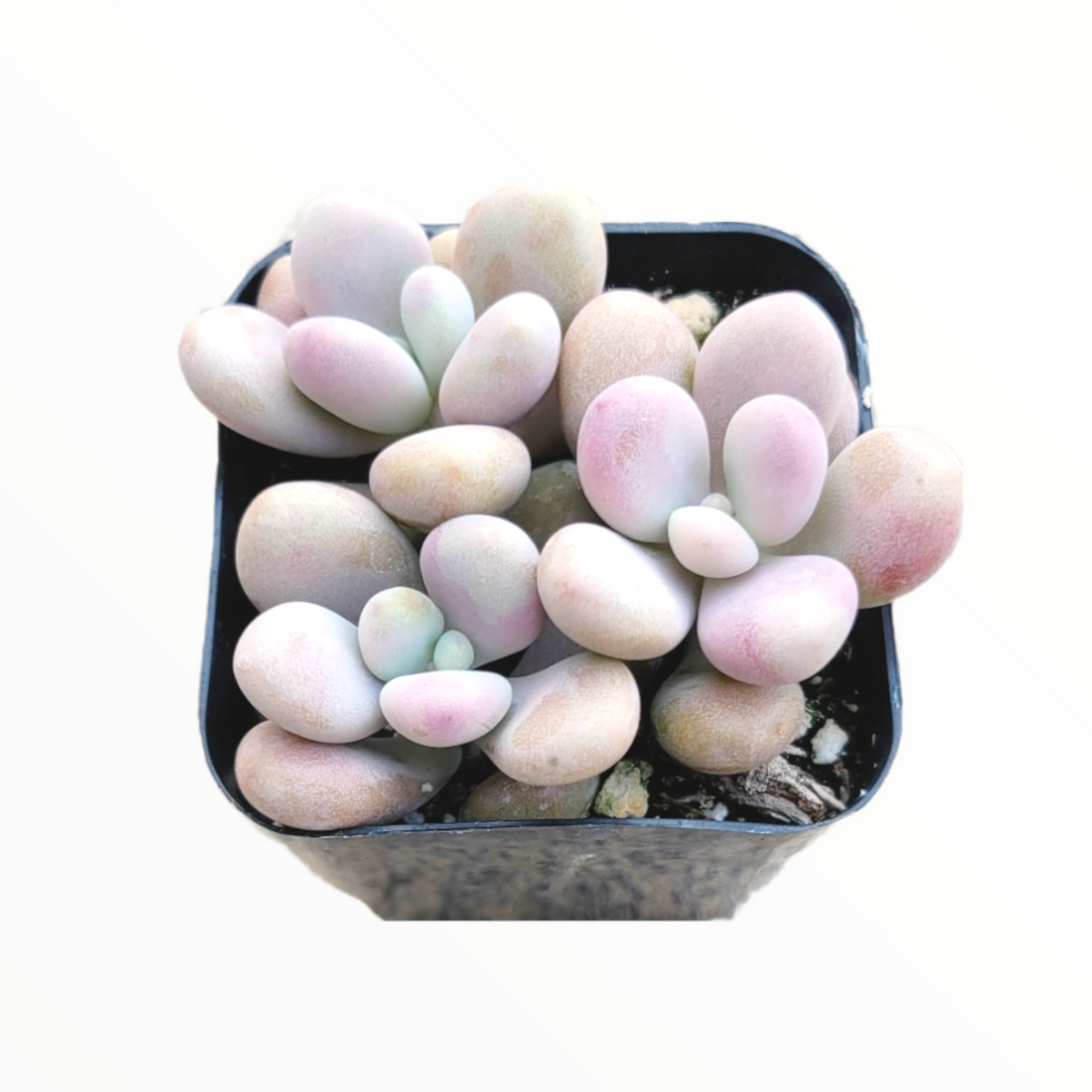 Graptopetalum amethystinum - Lavender Pebbles - Succulents Depot