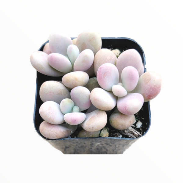 lavender pebble succulent Graptopetalum amethystinum