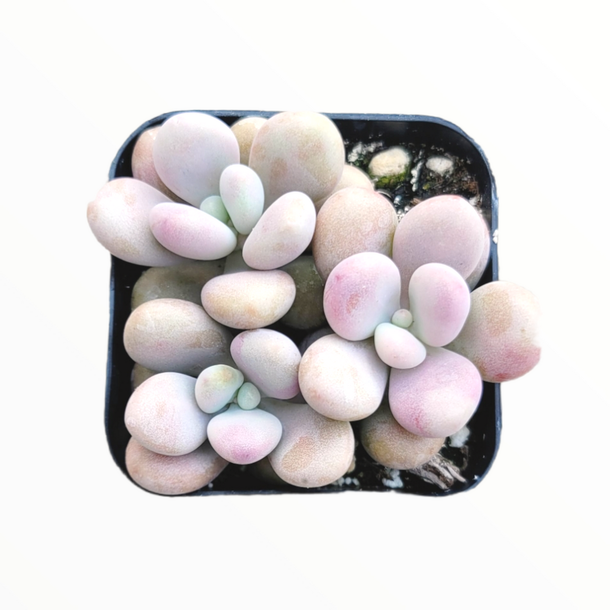 Graptopetalum amethystinum - Lavender Pebbles - Succulents Depot