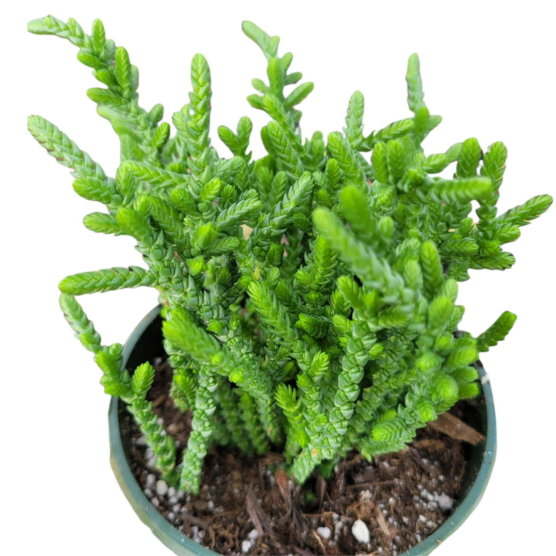 giant watch chain succulent Crassula muscosa 'Watch Chain' -