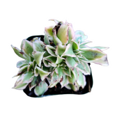 Aeonium Sunburst Crest - Succulents Depot