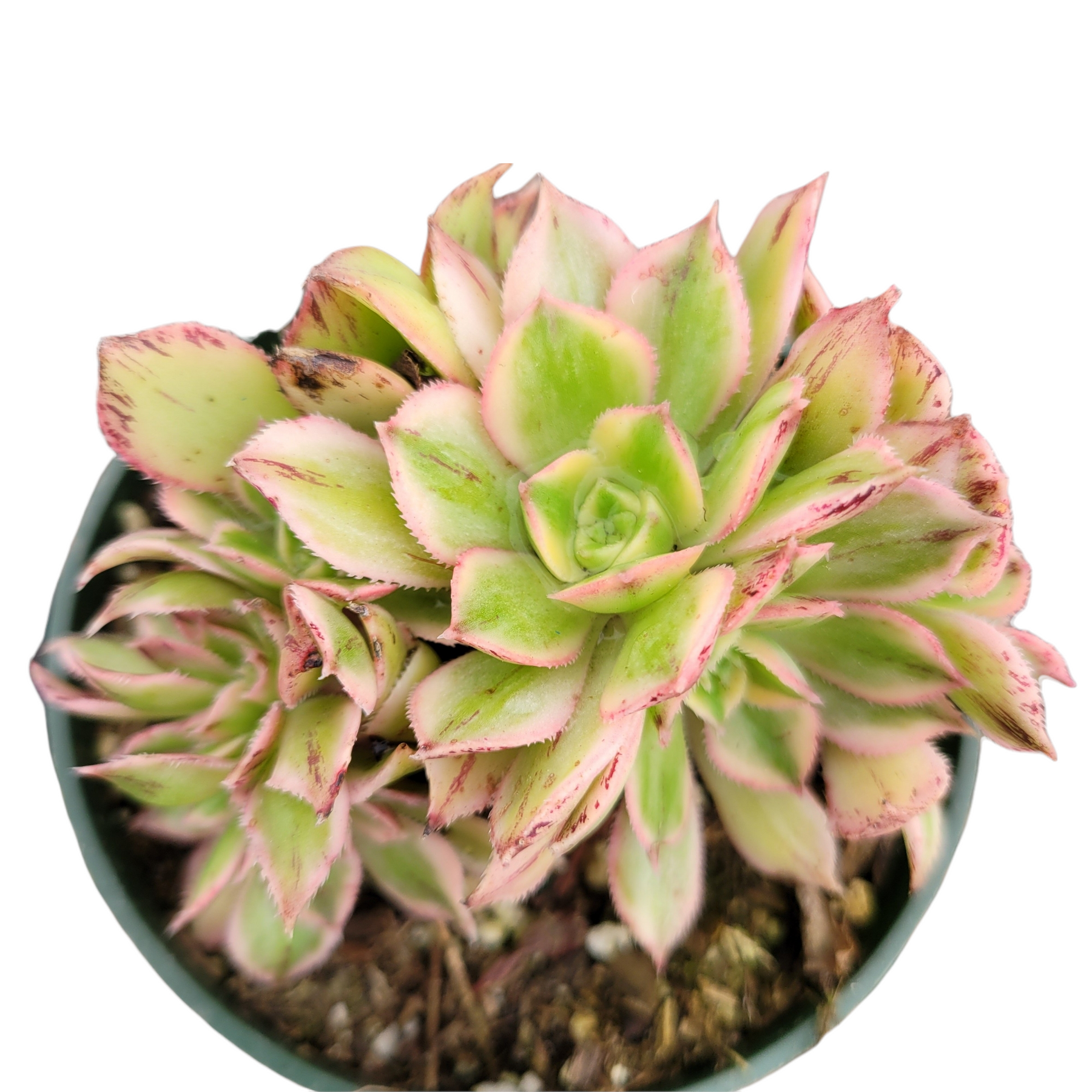succulent plants ebay Aeonium Sunburst Crest 4 Inch