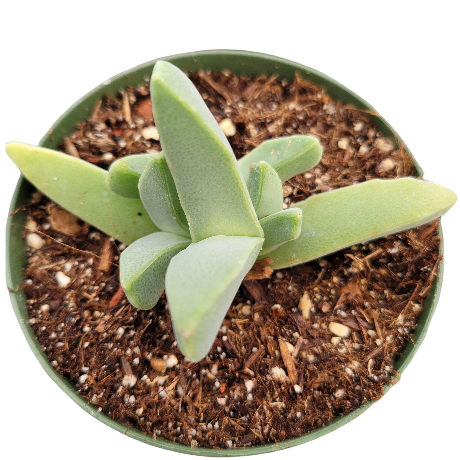 lobster succulent plant Cheiridopsis candidissima 'Lobster Claws' -