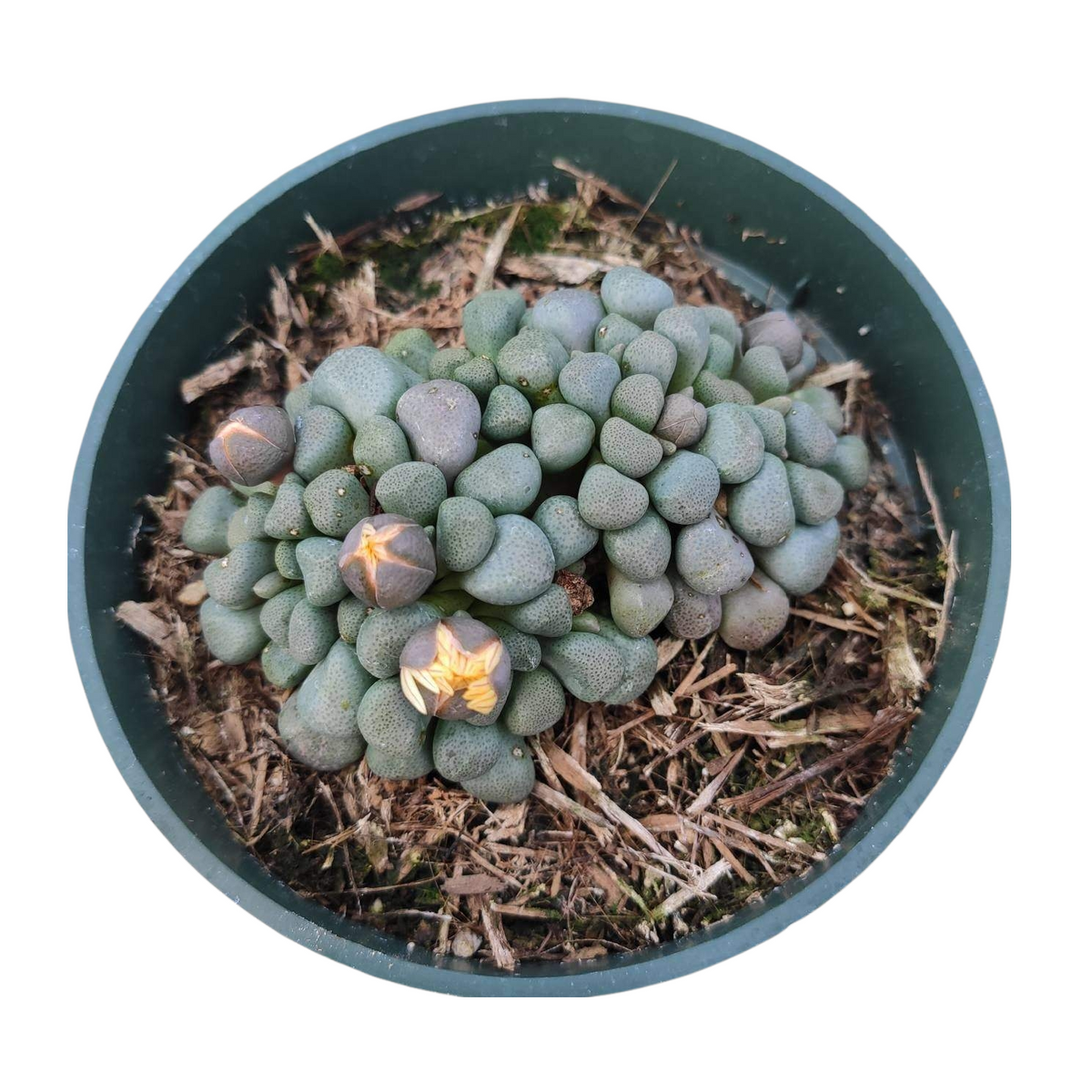 Aloinopsis schooneesii - Living Stone - Succulents Depot