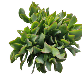 Crassula arborescens undulatifolia 'Ripple Jade' - Succulents Depot