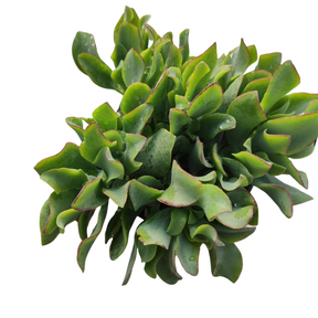ripple jade succulent Crassula arborescens undulatifolia 'Ripple Jade' 4 Inch