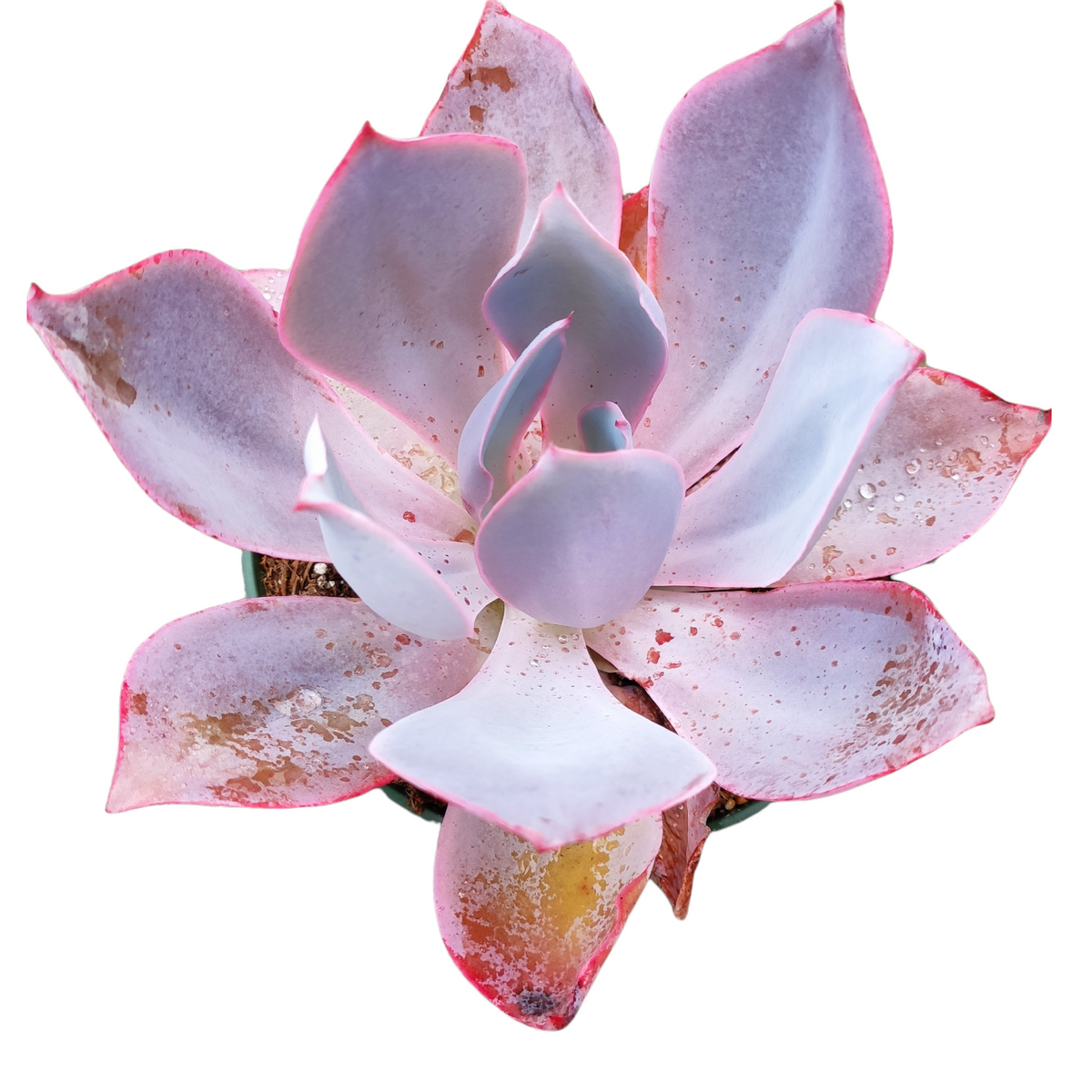 Echeveria 'Afterglow' - Succulents Depot