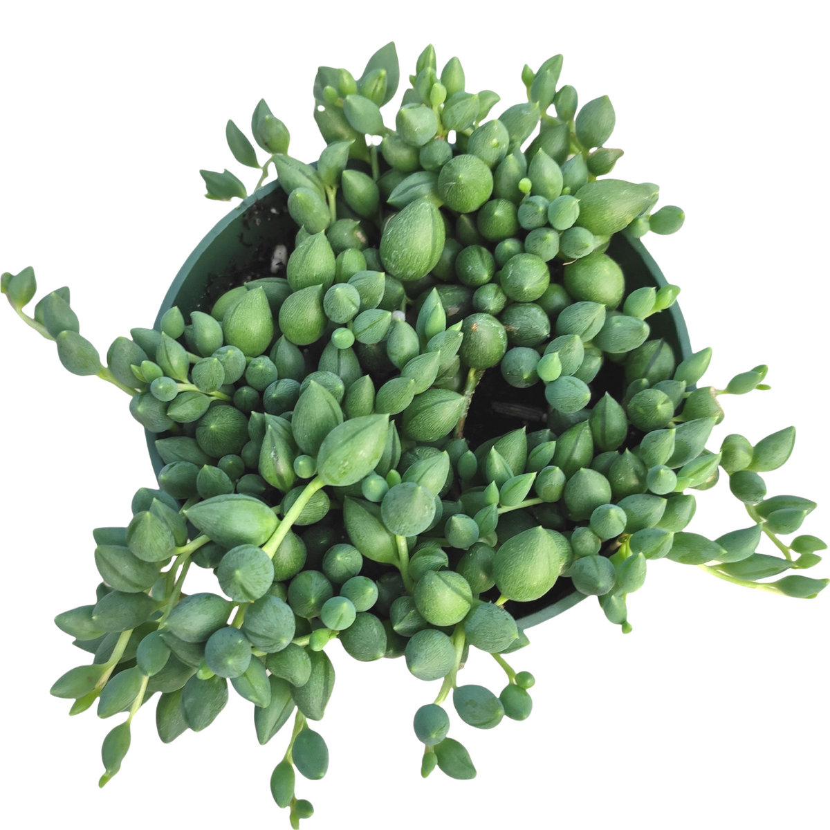 string of raindrops succulent care String of Raindrops Senecio Hybrid