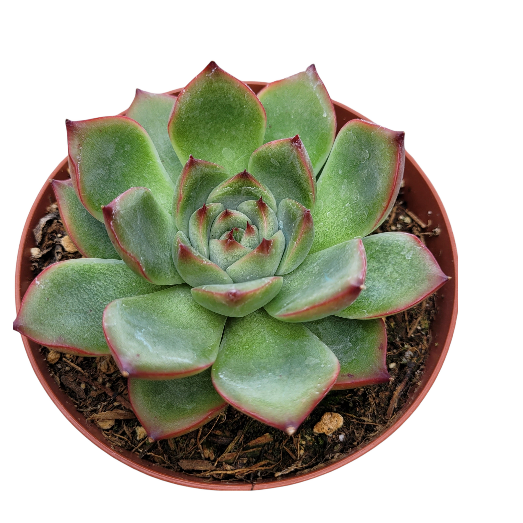 fire sonesta succulent Echeveria Fire Pillar -