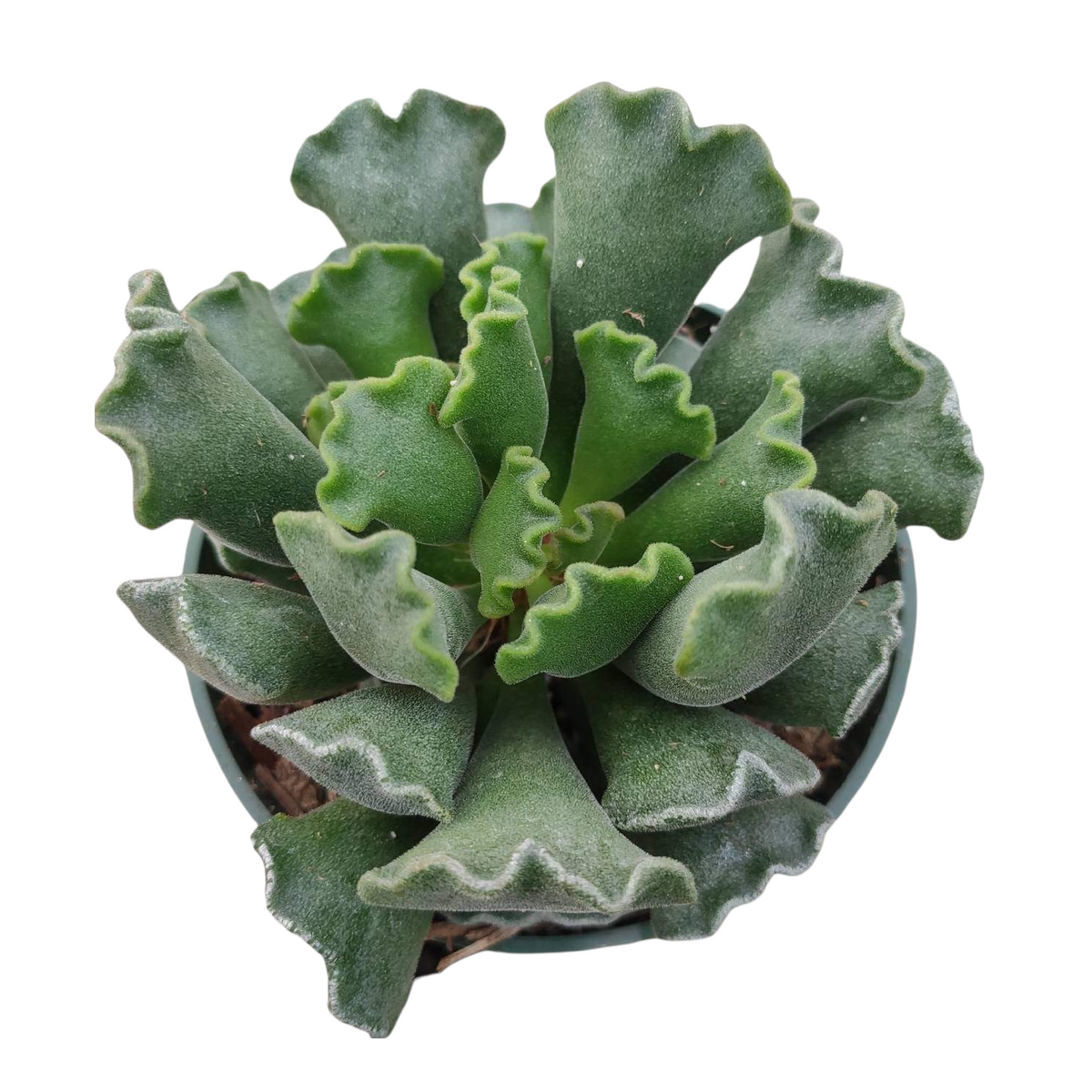 Adromischus cristatus - Crinkle Leaf Plant - Succulents Depot