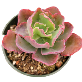 Echeveria 'Blue Curls' - Succulents Depot