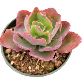 Echeveria 'Blue Curls' - Succulents Depot