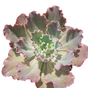 Echeveria 'Blue Curls' - Succulents Depot