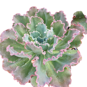 Echeveria 'Blue Curls' - Succulents Depot