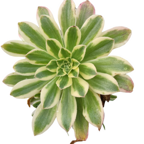 Aeonium arboreum 'Luteovariegatum' Variegated - Succulents Depot