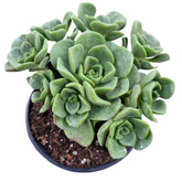 Aeonium 'Lily Pad' Rosette - Succulents Depot