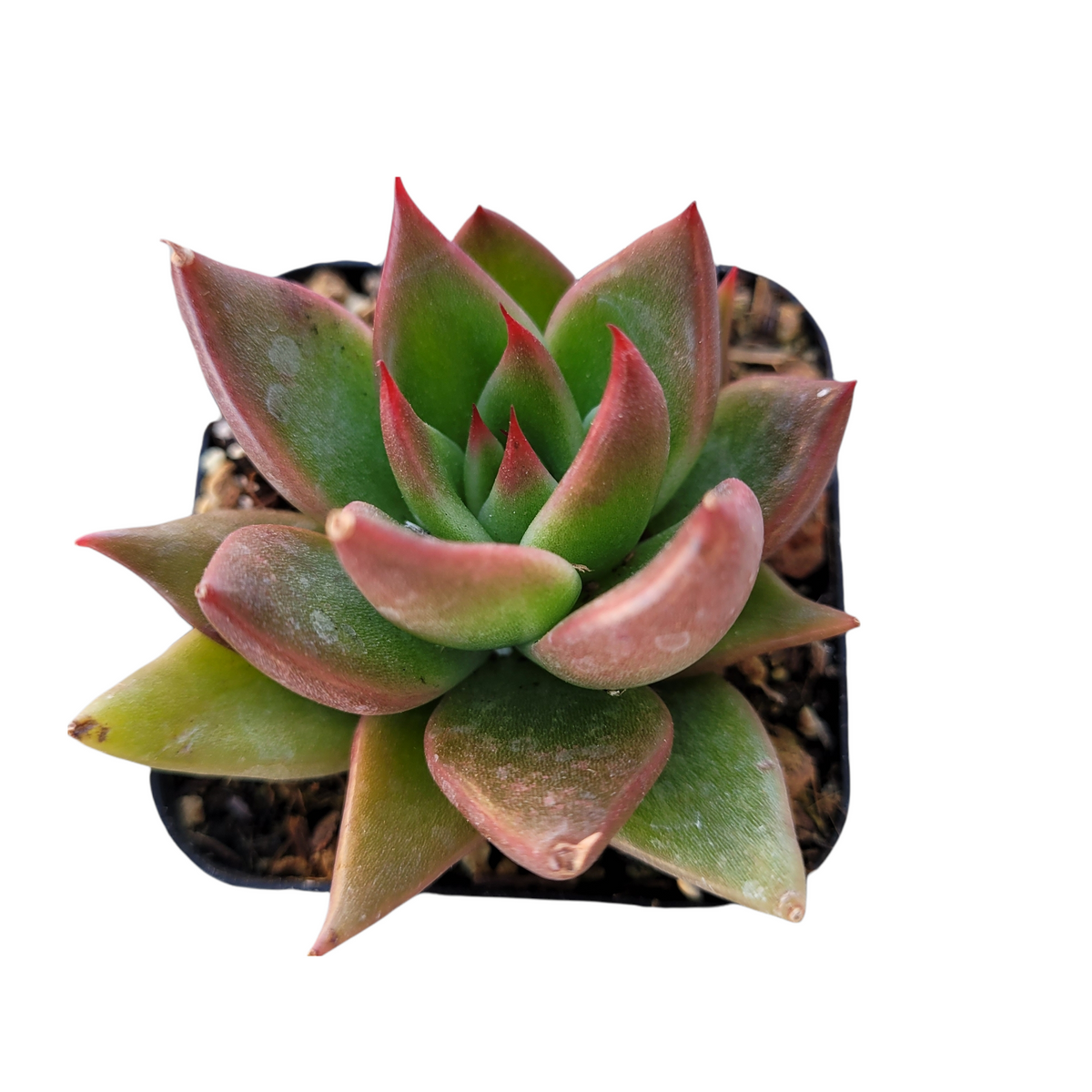 Echeveria Agavoides 'Bronze Beauty'