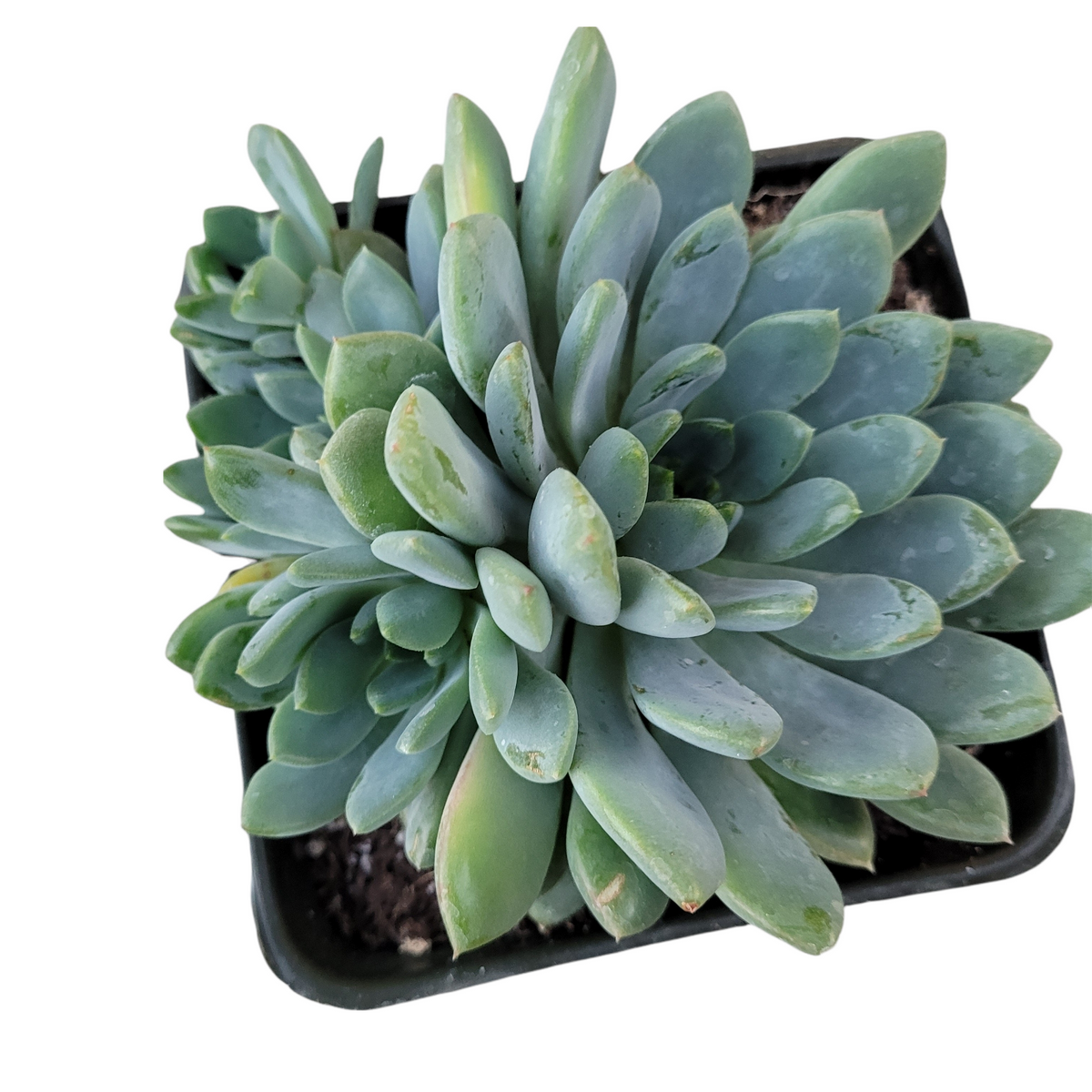 Echeveria amoena