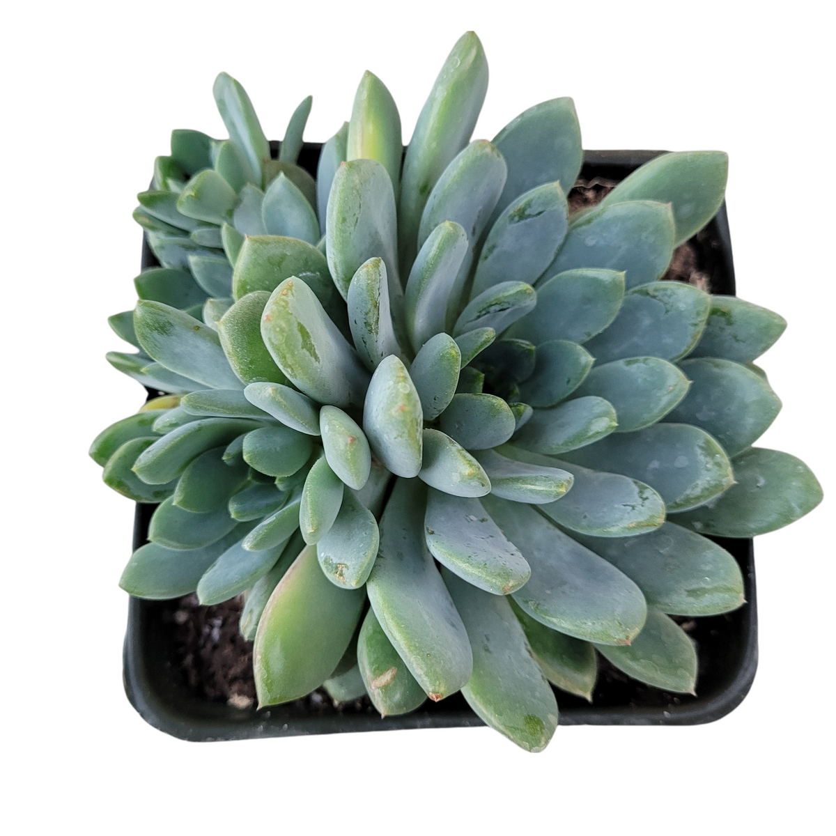 Echeveria amoena