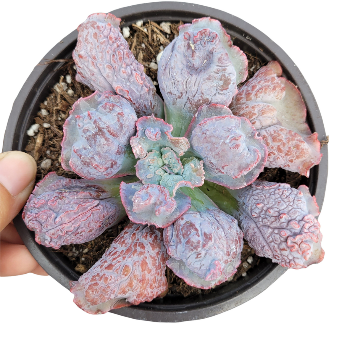 Echeveria linguas