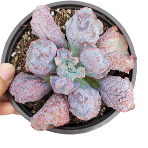 bumpy succulent Echeveria 'Linguas'
