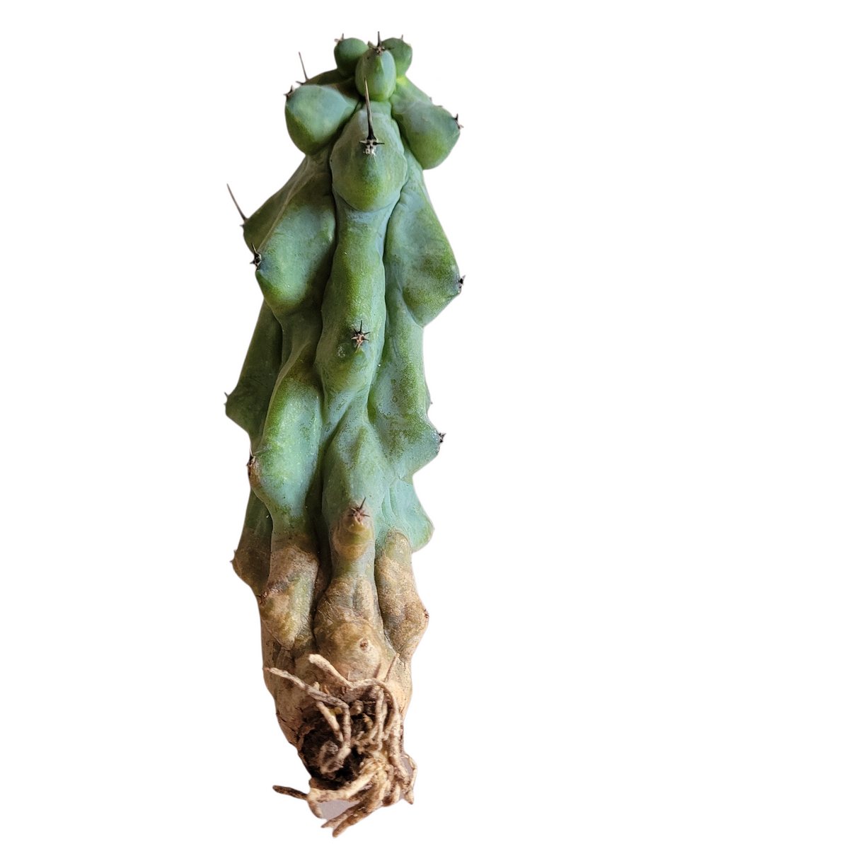 Myrtillocactus Geometrizans Boobie Cactus