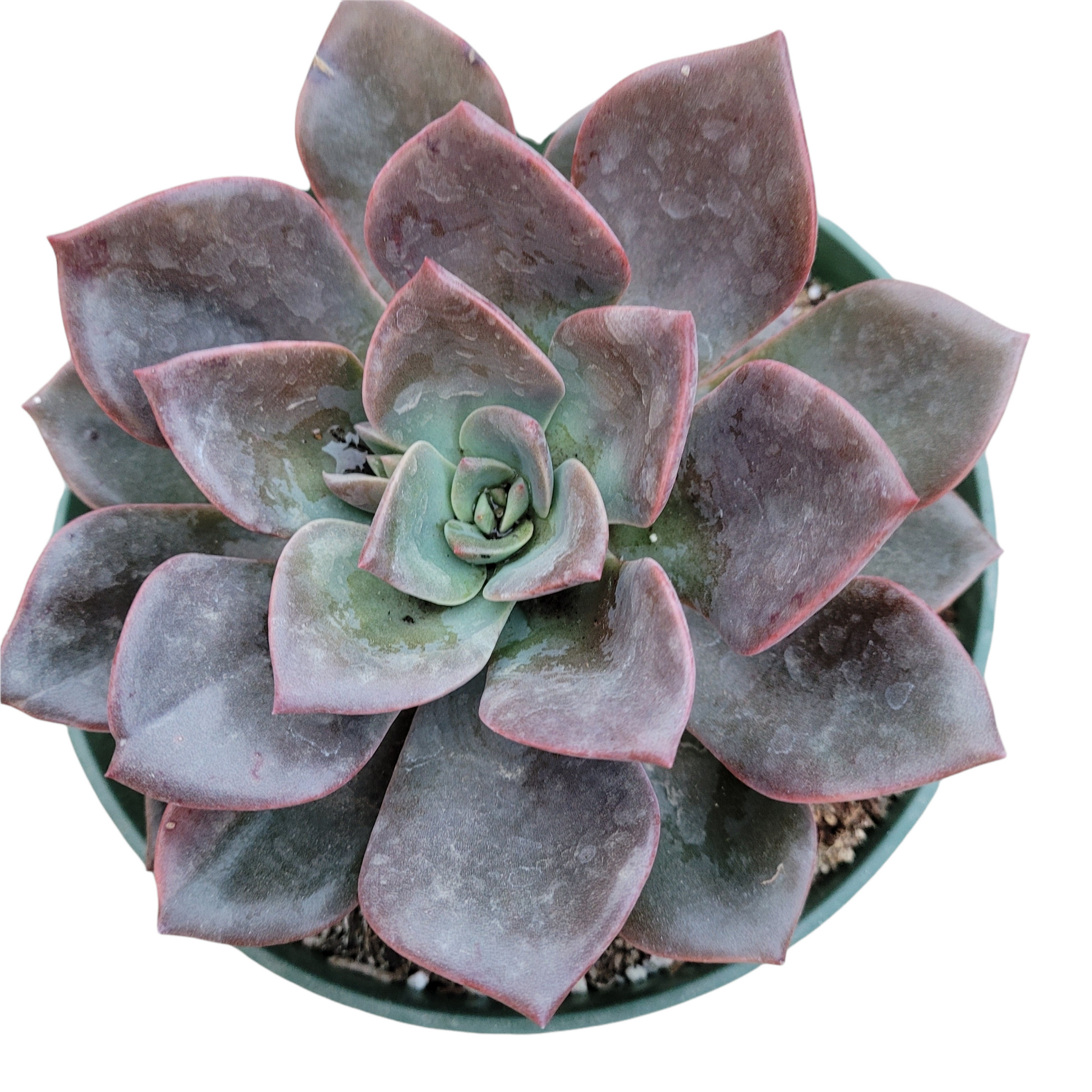 maroon succulent Echeveria Maroon Hill